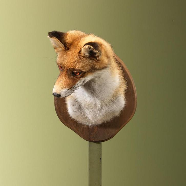 Vos Taxidermie Opgezette Dieren By Max, Verzamelen, Dierenverzamelingen, Opgezet dier, Nieuw, Wild dier, Ophalen of Verzenden