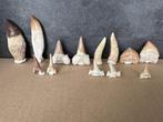 Verzameling van diverse tanden - Fossiele tanden -, Verzamelen