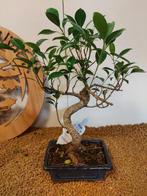 Vijgenboom bonsai (Ficus) - Hoogte (boom): 33 cm - Diepte, Antiquités & Art