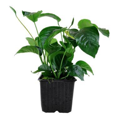 Anubias barteri var. caladiifolia XL, Animaux & Accessoires, Poissons | Aquariums & Accessoires, Envoi