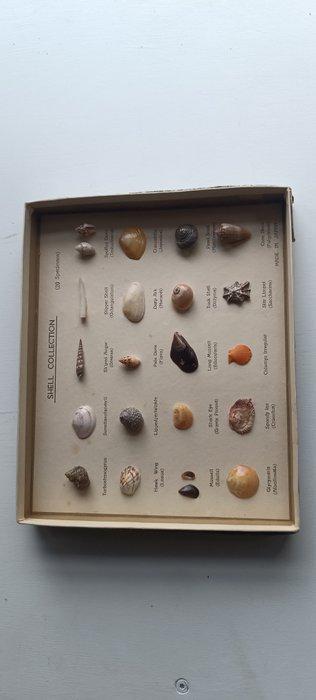 Collection of mini shells Zeeschelp - Mini shells (Zonder, Antiek en Kunst, Curiosa en Brocante