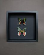 Vlinder Taxidermie volledige montage - Urania ripheus - 25