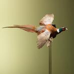 Fazant Vliegend Taxidermie Opgezette Dieren By Max, Ophalen of Verzenden, Nieuw, Vogel, Opgezet dier