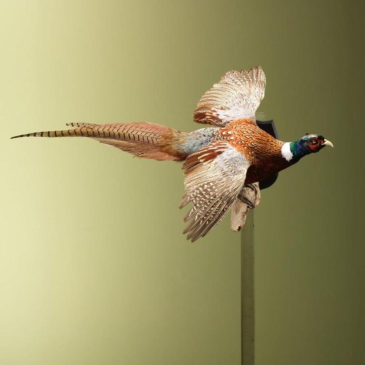 Fazant Vliegend Taxidermie Opgezette Dieren By Max, Verzamelen, Dierenverzamelingen, Opgezet dier, Nieuw, Vogel, Ophalen of Verzenden