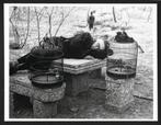 Robert Capa (1913–1954) - Sleeping bird keeper, China 1938, Antiek en Kunst