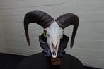Mouton sauvage Crâne - Ovis a musimon - 33 cm - 25 cm - 40
