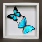 Vlinder Taxidermie volledige montage - Morpho didius x, Verzamelen, Nieuw