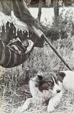 Dr Paul Wolff [1887-1951] - Bébé dans un hamac et un chien