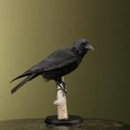 Kraai Taxidermie Opgezette Dieren By Max, Verzamelen, Dierenverzamelingen, Ophalen of Verzenden, Nieuw, Vogel, Opgezet dier