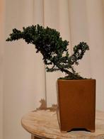 Jeneverbes bonsai (Juniperus) - Hoogte (boom): 14 cm -