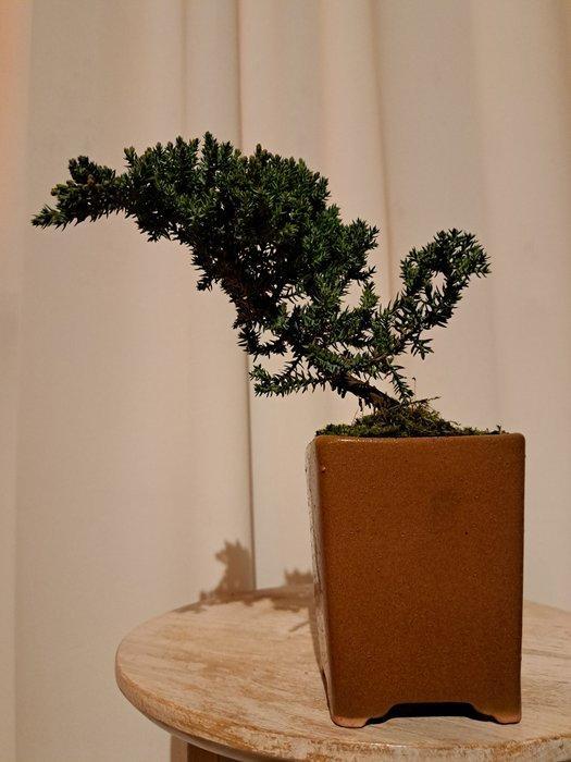 Jeneverbes bonsai (Juniperus) - Hoogte (boom): 14 cm -, Antiquités & Art, Curiosités & Brocante