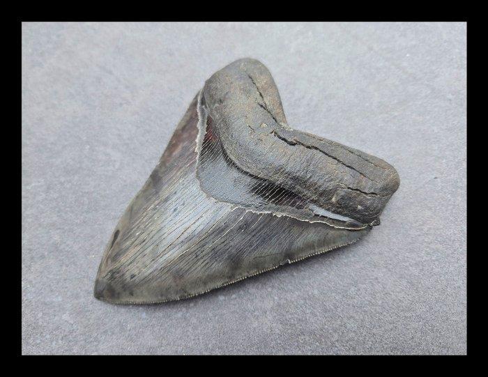 *Georgia USA* Megalodon - Fossiele tanden - 112 mm - 90 mm, Verzamelen, Mineralen en Fossielen