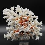 Onvindbaar ENORME WITTE KORAAL Italiaans, Elegant Corallo -, Verzamelen