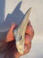 Haai - Fossiele tand - Otodus obliquus - 6.8 cm (Zonder, Verzamelen