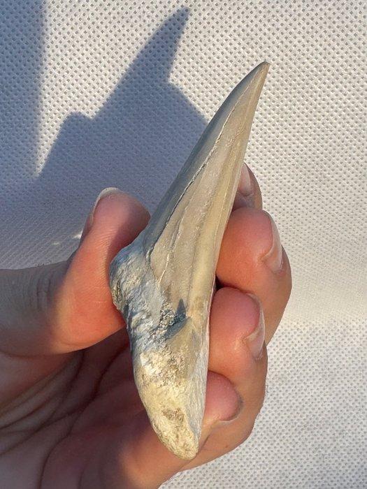 Haai - Fossiele tand - Otodus obliquus - 6.8 cm (Zonder, Verzamelen, Mineralen en Fossielen