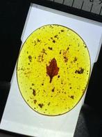 Barnsteen - leaf in amber - 24.1 mm - 19.6 mm, Verzamelen, Mineralen en Fossielen