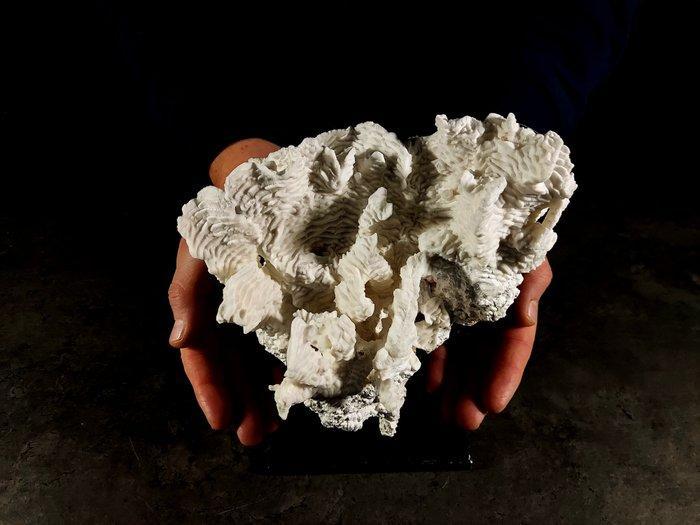 corallo rugosa Taxidermie volledige montage - Pachyseris, Antiquités & Art, Curiosités & Brocante