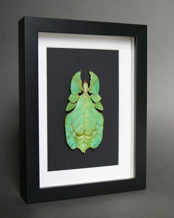 Bladfasmide Taxidermie volledige montage - Phyllium, Collections, Collections Animaux