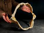 Requin-tigre Support de corps entier pour taxidermie -