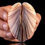 Curiosités marines : Grande coquille bivalve - Coquillage