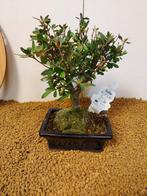 Bonsaï Azalée (Rhododendron) - Hauteur (arbre) : 19 cm -