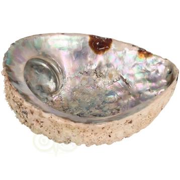 Abalone Schelp XL Nr 30 - 318 gram beschikbaar voor biedingen