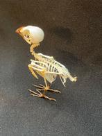 Javan Munia - Taxidermie volledige montage - Lonchura, Nieuw