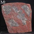 Dalle de fossile de crinoïde silurien magnifique de, Collections