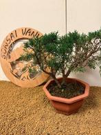 Jeneverbes bonsai (Juniperus) - Hoogte (boom): 27 cm -