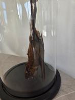 Chauve-souris Support de corps entier pour taxidermie -, Verzamelen, Dierenverzamelingen, Nieuw
