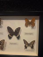 Papillon Support de corps entier pour taxidermie -