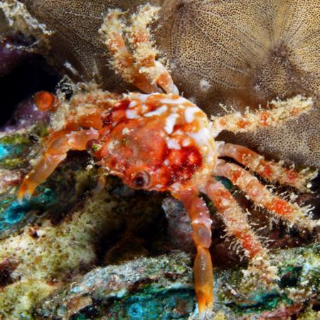 Mithrax / Emerald Krab (Ruby), Dieren en Toebehoren, Vissen | Aquariumvissen