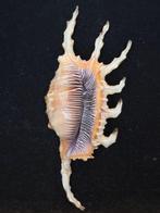 Escargot de mer Coquillage marin - S-57 LAMBIS SCORPIUS, Nieuw