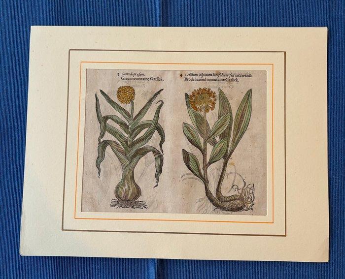 Greatmountaine Garlick / Round Radish, Antiek en Kunst, Antiek | Boeken en Manuscripten