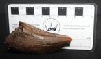 Dinosaurus - Fossiele tand - Tyrannosaurus Rex, Verzamelen, Mineralen en Fossielen