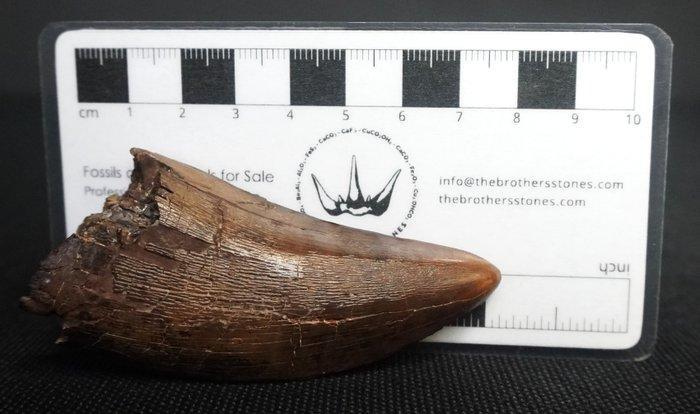 Dinosaurus - Fossiele tand - Tyrannosaurus Rex, Verzamelen, Mineralen en Fossielen