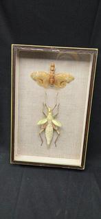 Monster insect Phasme and other Collection (39x26 cm ) -, Verzamelen, Nieuw