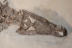 Krokodil - Fossiel skelet - Diplocynodon sp. - 59 cm - 115.5, Verzamelen
