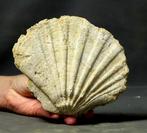 Prachtige en decoratieve fossiele schelp - - Gefossiliseerd, Verzamelen