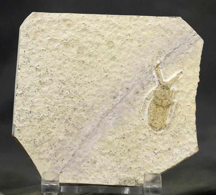 Mooie fossiele insect - Gefossiliseerd dier - Mesonepa minor, Verzamelen, Mineralen en Fossielen