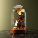 Vlinders in Stolp Taxidermie Opgezette Dieren By Max, Ophalen of Verzenden, Nieuw, Insect, Opgezet dier