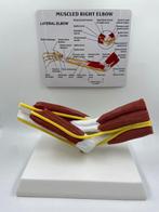 Onderwijs/demonstratiemodel - Plastic - 1990-2000, Antiek en Kunst