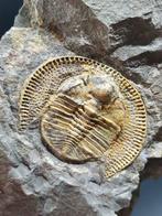 Magnifique trilobite - Matrice de plaque fossilisée -, Verzamelen, Mineralen en Fossielen