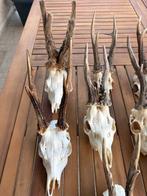 Trophée de chasse, Nieuw