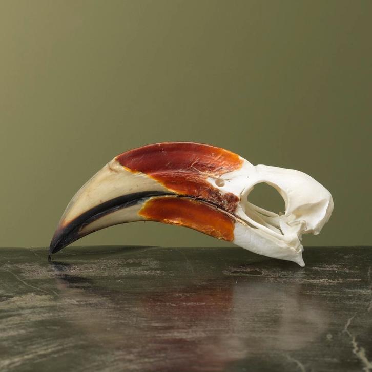 Von der Deckens Tok M Schedel, Verzamelen, Dierenverzamelingen, Opgezet dier, Nieuw, Vogel, Ophalen of Verzenden