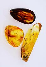 3 stukken natuurlijke fossiele Baltische barnsteen met