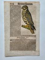 Conrad Gesner - Vogelbuch - 1598