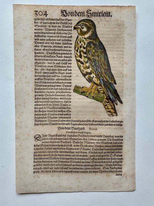 Conrad Gesner - Vogelbuch - 1598, Antiek en Kunst, Antiek | Boeken en Manuscripten