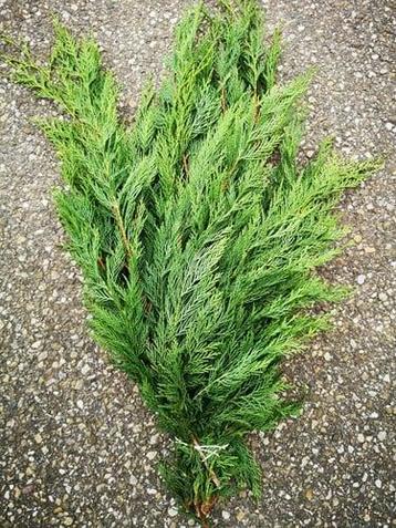 Coniferen groen grote bundel beschikbaar voor biedingen