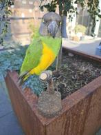 Prachtige bonte boer parkiet/senegal papagaai Taxidermie, Verzamelen, Nieuw